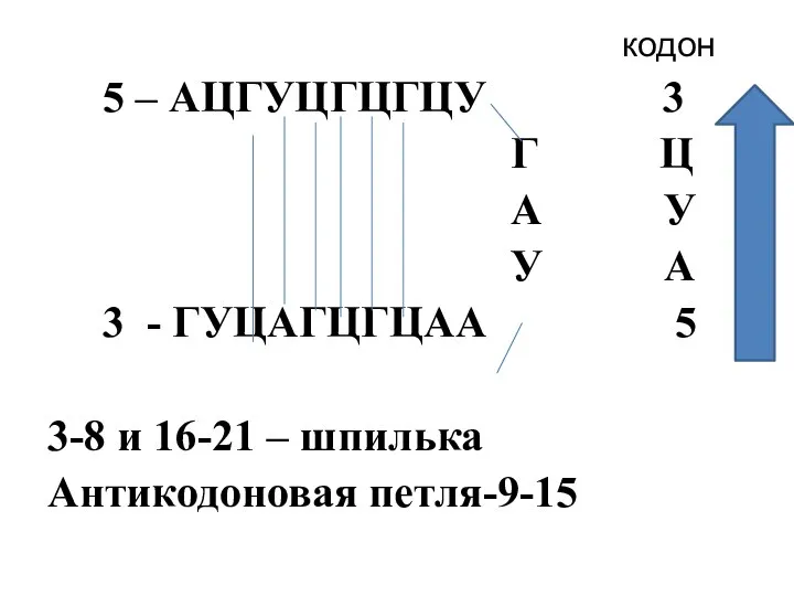 кодон 5 – АЦГУЦГЦГЦУ 3 Г Ц А У У А 3