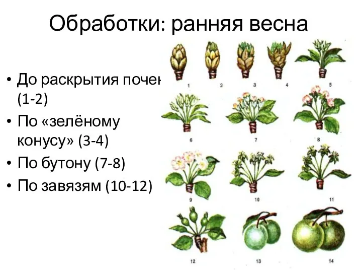 Обработки: ранняя весна До раскрытия почек (1-2) По «зелёному конусу» (3-4) По