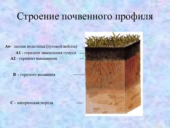 Строение почвенного профиля Аo- лесная подстилка (луговой войлок) А1 - горизонт накопления