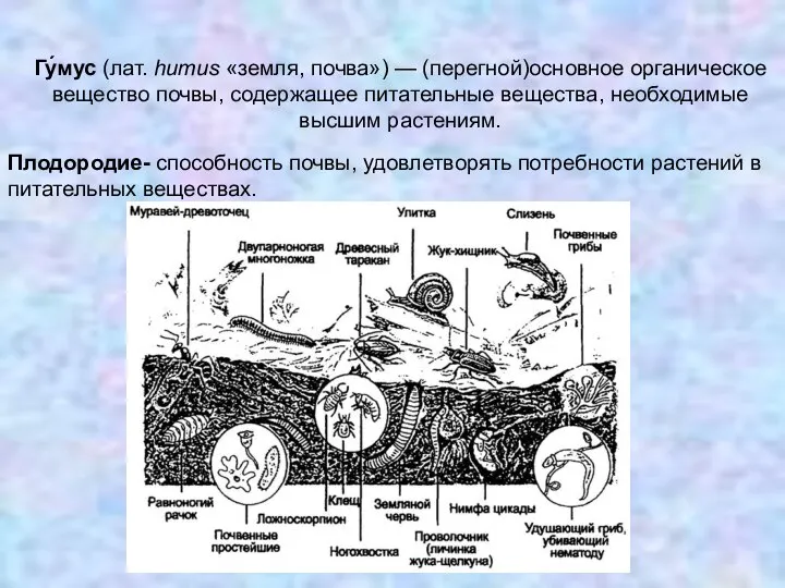 Гу́мус (лат. humus «земля, почва») — (перегной)основное органическое вещество почвы, содержащее питательные