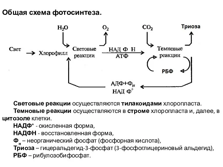 Общая схема фотосинтеза. Световые реакции осуществляются тилакоидами хлоропласта. Темновые реакции осуществляются в