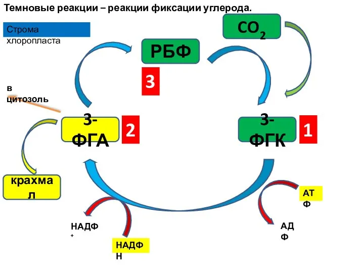 Темновые реакции – реакции фиксации углерода. РБФ 3-ФГК 3-ФГА CO2 Строма хлоропласта