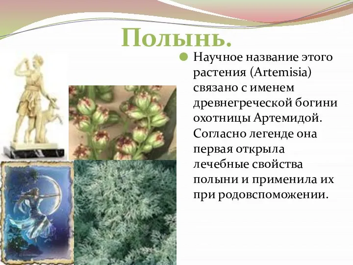 Научное название этого растения (Artemisia)связано с именем древнегреческой богини охотницы Артемидой. Согласно