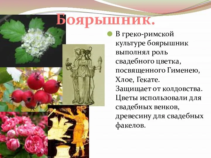 В греко-римской культуре боярышник выполнял роль свадебного цветка, посвященного Гименею, Хлое, Гекате.