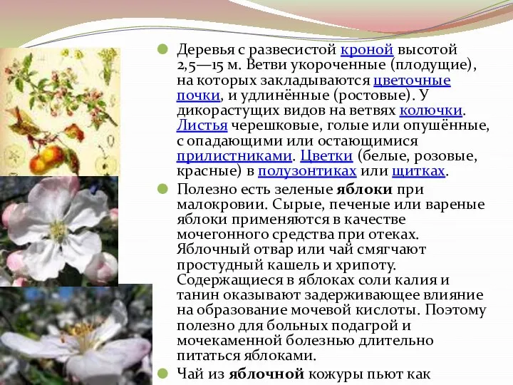 Деревья с развесистой кроной высотой 2,5—15 м. Ветви укороченные (плодущие), на которых