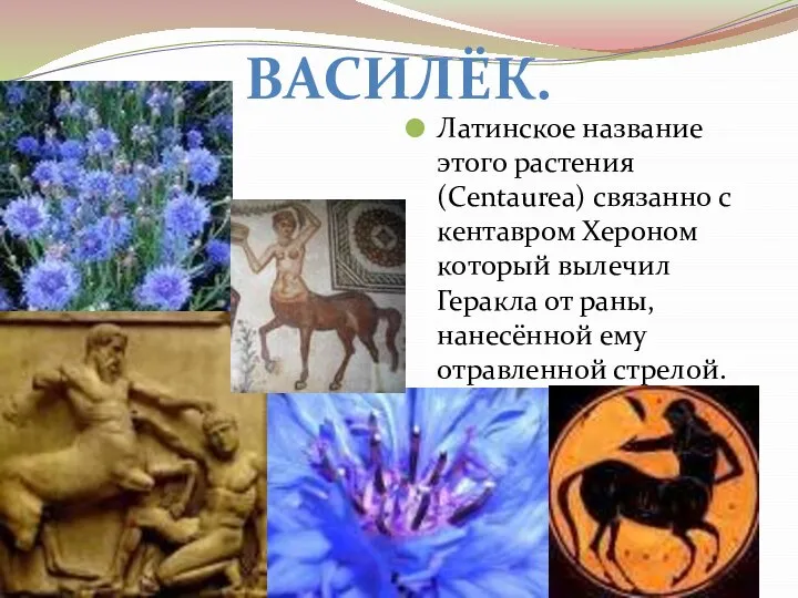 Латинское название этого растения (Centaurea) связанно с кентавром Хероном который вылечил Геракла