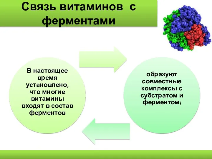 Связь витаминов с ферментами