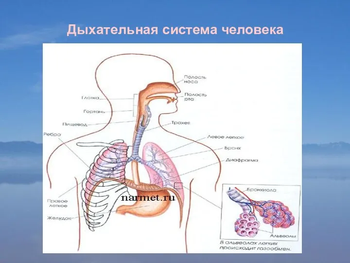 Дыхательная система человека