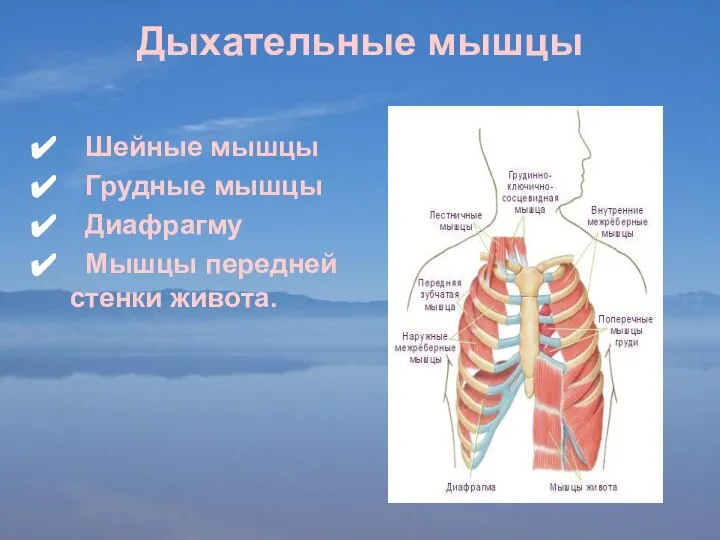 Дыхательные мышцы Шейные мышцы Грудные мышцы Диафрагму Мышцы передней стенки живота.