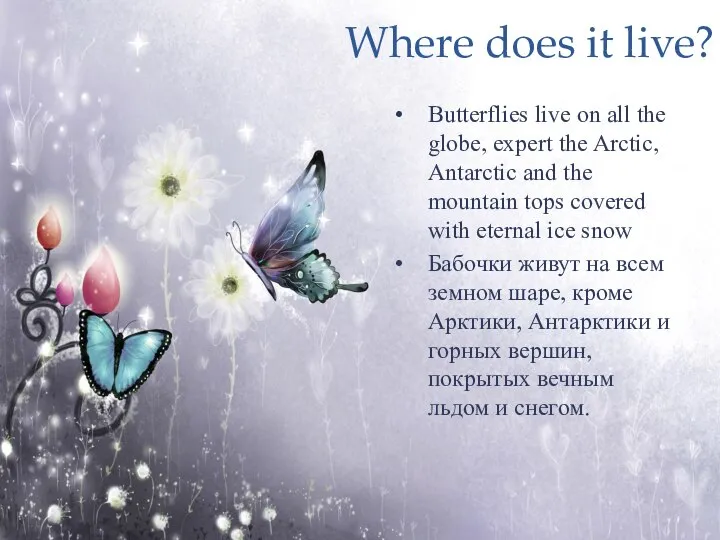 Where does it live? Butterflies live on all the globe, expert the