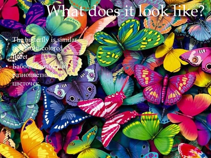 What does it look like? The butterfly is similar to a multi-colored