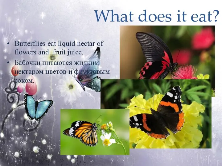 What does it eat? Butterflies eat liquid nectar of flowers and fruit