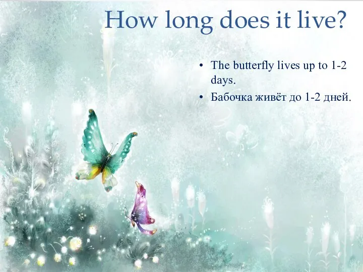 How long does it live? The butterfly lives up to 1-2 days.