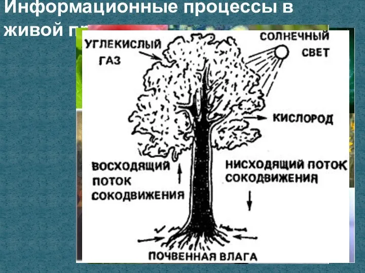 Информационные процессы в живой природе