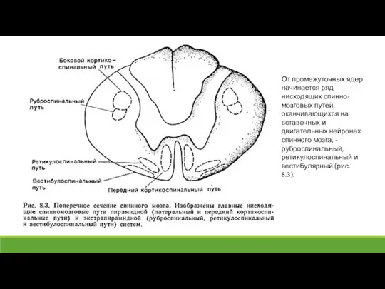 От промежуточных ядер начинается ряд нисходящих спинно-мозговых путей, оканчивающихся на вставочных и