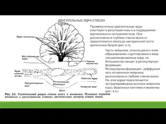 ДВИГАТЕЛЬНЫЕ ЯДРА СТВОЛА МОЗГА Промежуточные двигательные ядра участвуют в регуляции позы и