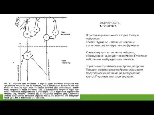 В состав коры мозжечка входит 5 видов нейронов: Клетки Пуркинье – главные