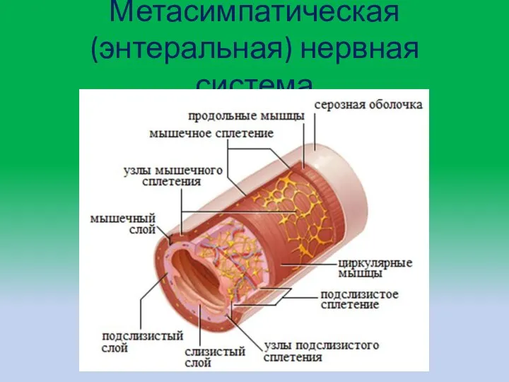 Метасимпатическая (энтеральная) нервная система