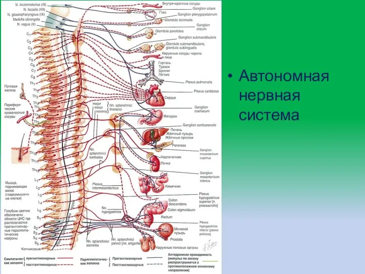 Автономная нервная система