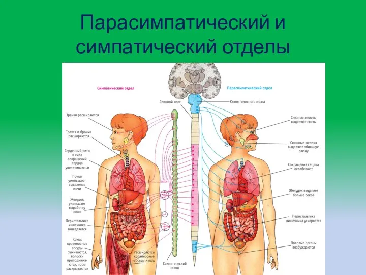 Парасимпатический и симпатический отделы