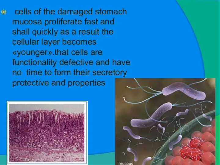 cells of the damaged stomach mucosa proliferate fast and shall quickly as