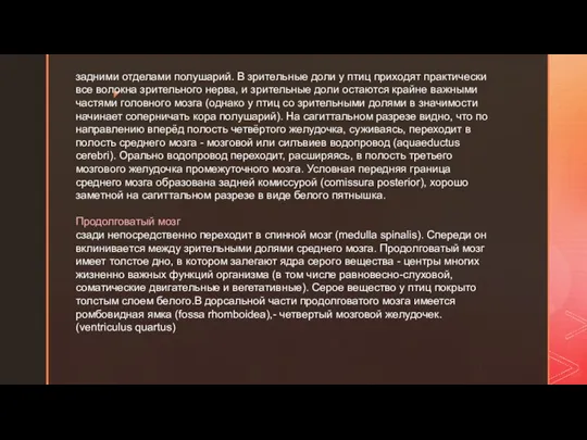 задними отделами полушарий. В зрительные доли у птиц приходят практически все волокна