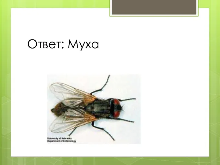 Ответ: Муха