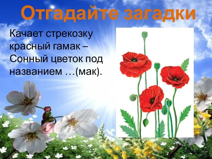 Отгадайте загадки Качает стрекозку красный гамак – Сонный цветок под названием …(мак).