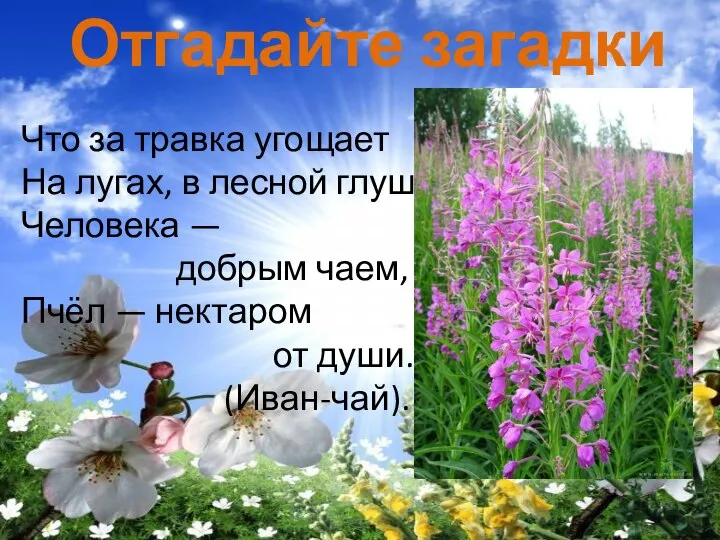 Отгадайте загадки Что за травка угощает На лугах, в лесной глуши Человека