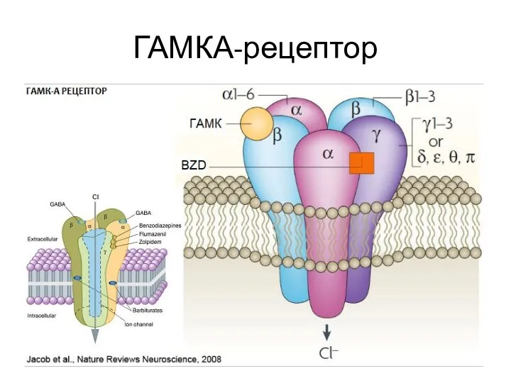 ГАМКА-рецептор