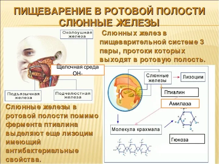 Амилаза Щелочная среда ОН-