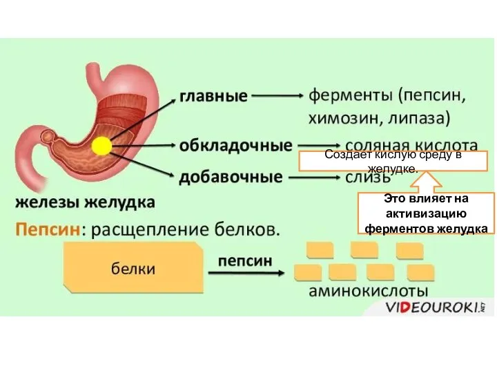 Создает кислую среду в желудке. Это влияет на активизацию ферментов желудка