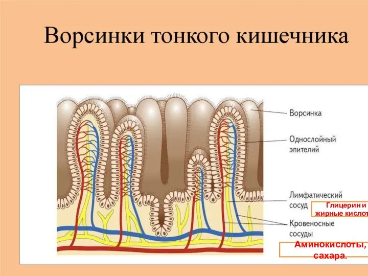 Глицерин и жирные кислоты. Аминокислоты, сахара.