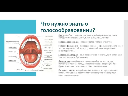 Что нужно знать о голосообразовании? Голос – любая совокупность звуков, образуемая голосовым