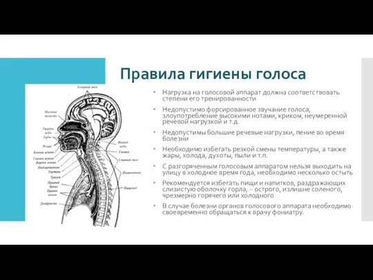 Правила гигиены голоса Нагрузка на голосовой аппарат должна соответствовать степени его тренированности