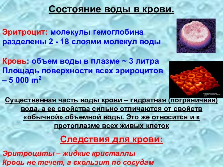 Эритроцит: молекулы гемоглобина разделены 2 - 18 слоями молекул воды Кровь: объем