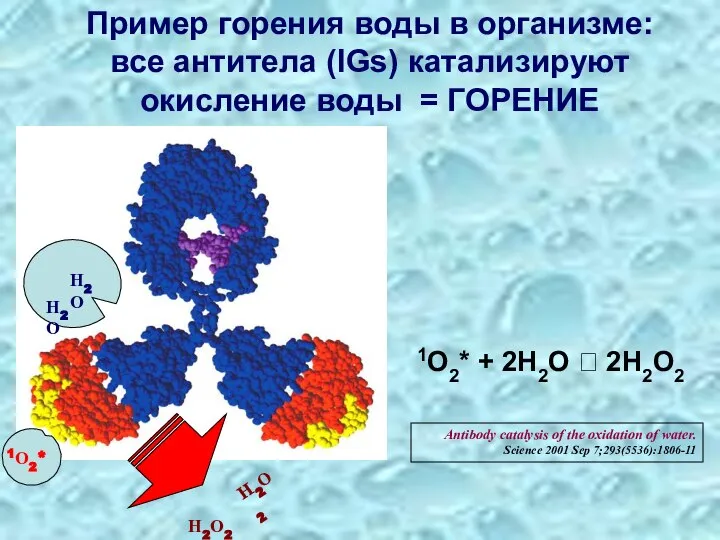 Пример горения воды в организме: все антитела (IGs) катализируют окисление воды =