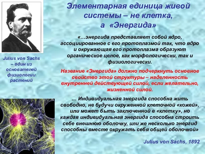 Julius von Sachs – один из основателей физиологии растений «…энергида представляет собой