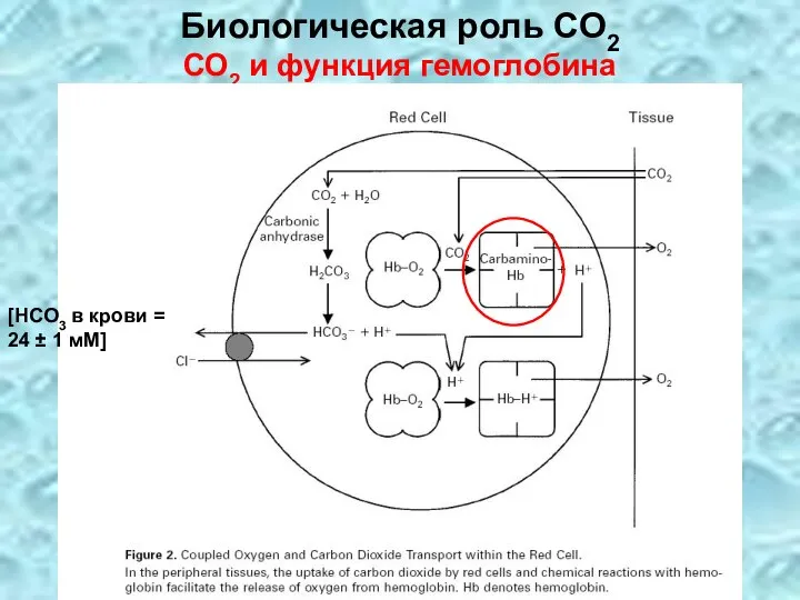 Биологическая роль СО2 СО2 и функция гемоглобина [HCO3 в крови = 24 ± 1 мМ]