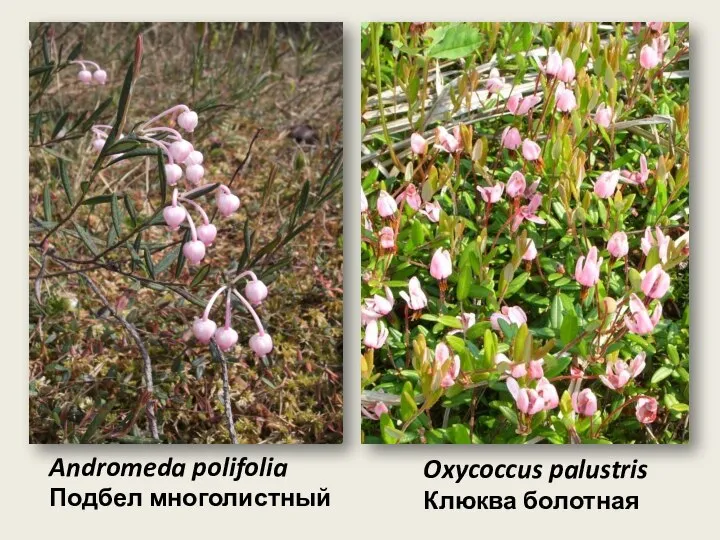 Andromeda polifolia Подбел многолистный Oxycoccus palustris Клюква болотная