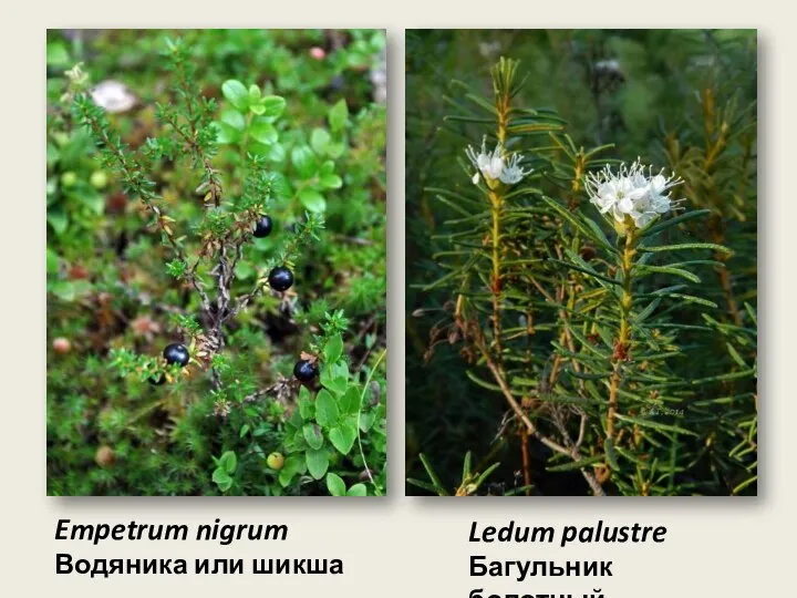 Empetrum nigrum Водяника или шикша Ledum palustre Багульник болотный