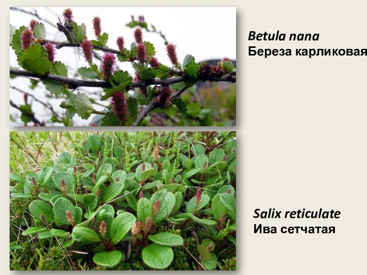 Betula nana Береза карликовая Salix reticulate Ива сетчатая