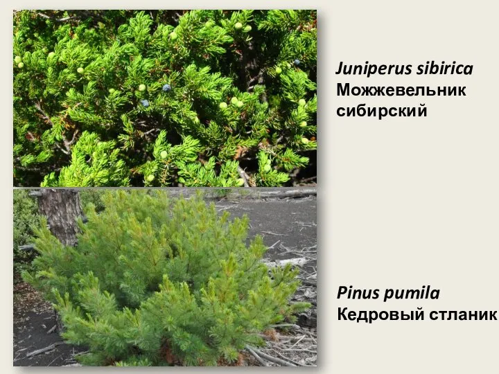 Pinus pumila Кедровый стланик Juniperus sibirica Можжевельник сибирский