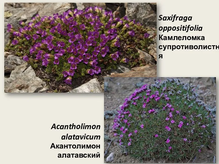 Saxifraga oppositifolia Камлеломка супротиволистная Acantholimon alatavicum Акантолимон алатавский