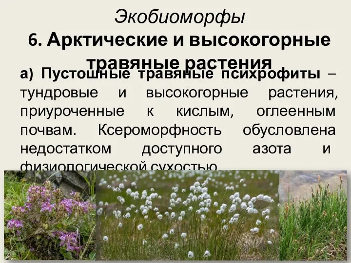 Экобиоморфы 6. Арктические и высокогорные травяные растения а) Пустошные травяные психрофиты –