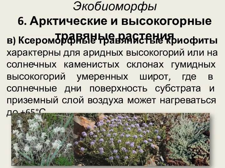 Экобиоморфы 6. Арктические и высокогорные травяные растения в) Ксероморфные травянистые криофиты характерны