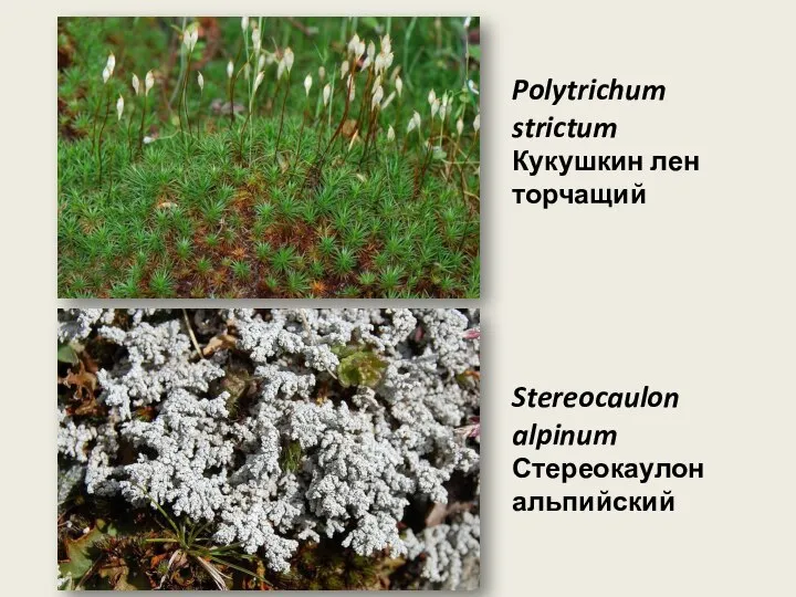 Polytrichum strictum Кукушкин лен торчащий Stereocaulon alpinum Стереокаулон альпийский