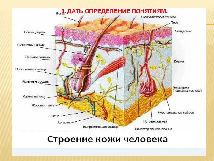 1. ДАТЬ ОПРЕДЕЛЕНИЕ ПОНЯТИЯМ.