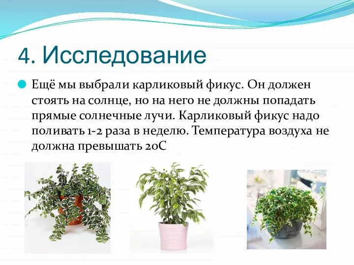 4. Исследование Ещё мы выбрали карликовый фикус. Он должен стоять на солнце,