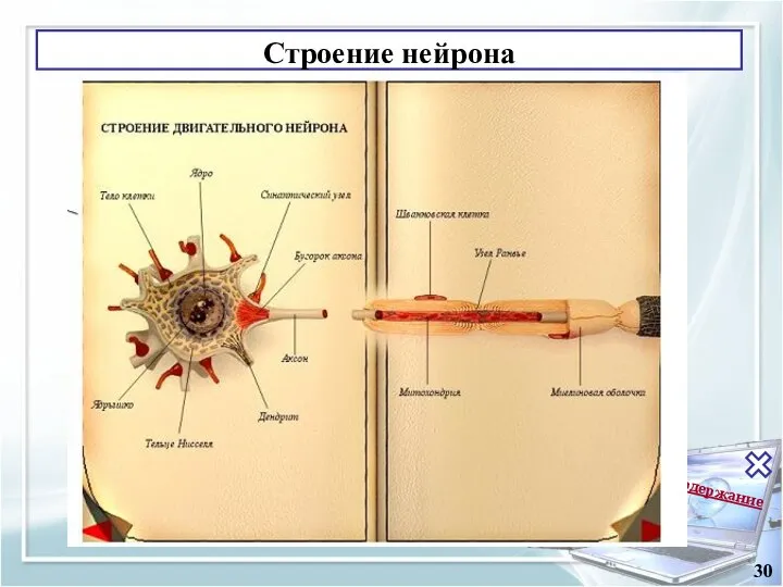 Содержание 30 Строение нейрона